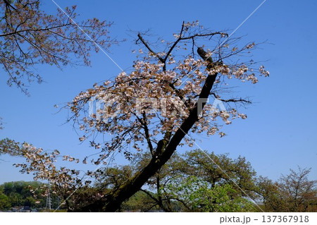 古木の八重桜　【相模原市津久井　4月】 137367918