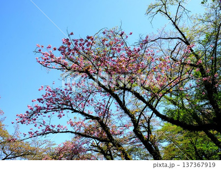 青空に咲く八重桜 【相模原市津久井 4月】 青空に咲く八重桜 【相模原市津久井 4月】 137367919