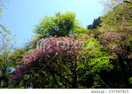 青空の八重桜と新緑　【相模原市津久井　4月】 137367925