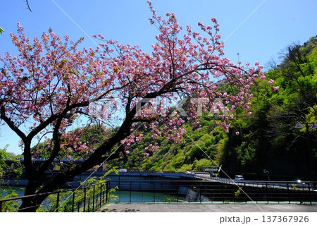 八重桜咲く津久井湖と城山ダム　【相模原市津久井　4月】　 137367926