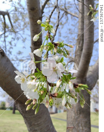 桜の花とツボミ(クローズアップ) 桜の花とツボミ(クローズアップ) 137367941