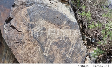 Cave art pattern made of ancient wild animals, horses, and hunters. Rock paintings. Hunting scenes. Palaeolithic Petroglyphs carved in rocks. Stones with petroglyphs. People get food. Horseman. 137367981
