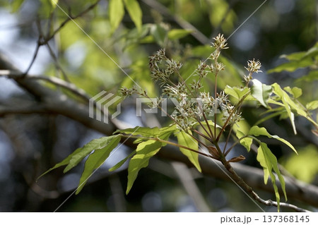 アオダモ（Fraxinus lanuginosa）の雌花　春の雑木林　東北 137368145