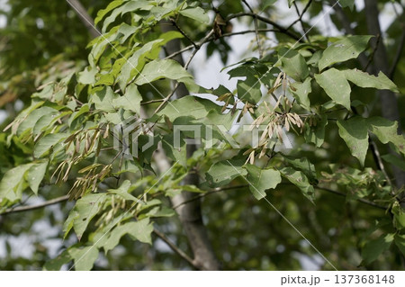 アオダモ（Fraxinus lanuginosa）の実　秋の雑木林　東北 137368148