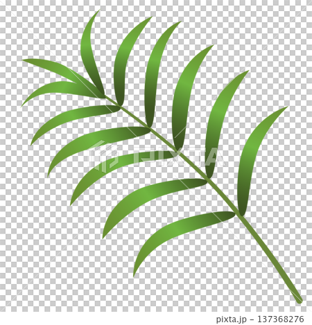 新鮮綠色的棕櫚葉插圖 新鮮綠色的棕櫚葉插圖 137368276