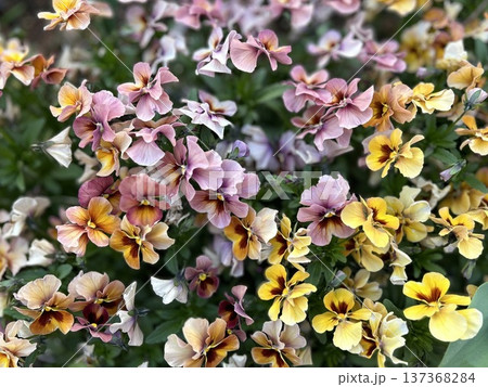 満開のパンジーとビオラのテクスチャ・デザインやバナーに最適な一面の花の背景 137368284