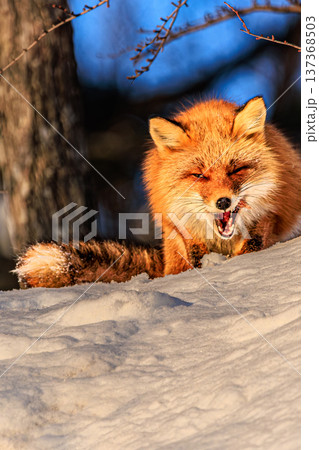 雪の上で獲物を食べるキタキツネ(北海道の野生動物) 雪の上で獲物を食べるキタキツネ(北海道の野生動物) 137368503
