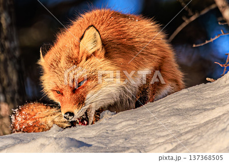 北海道の雪景色で捕食するキタキツネ 137368505