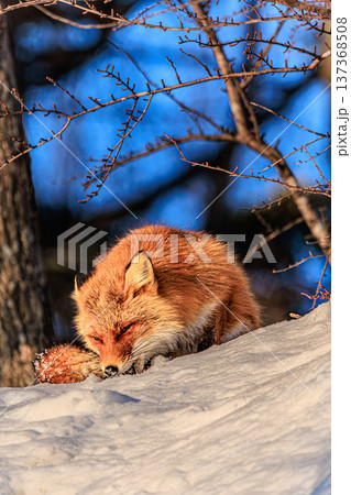 冬の北海道で獲物をくわえるキタキツネ 冬の北海道で獲物をくわえるキタキツネ 137368508