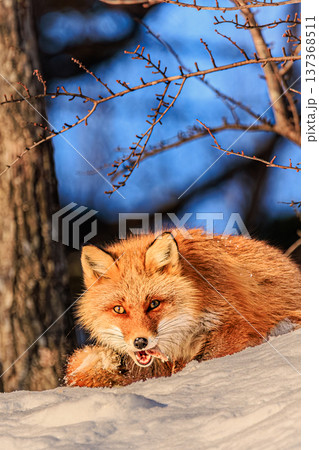 雪景色の中で獲物をくわえるキタキツネのポートレート 137368511