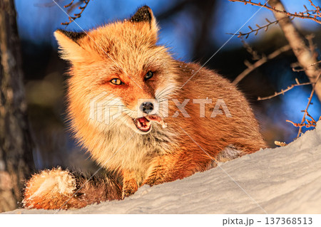 冬の雪原で食事をするキタキツネの野生動物写真 冬の雪原で食事をするキタキツネの野生動物写真 137368513