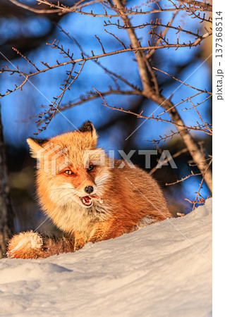 雪の上で獲物を食べるキタキツネ（北海道の野生動物） 137368514