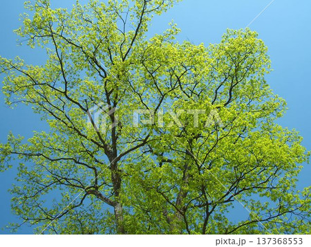 春の新緑のコナラの木と青空 春の新緑のコナラの木と青空 137368553