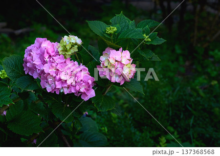 Summer shadow.Pink Hydrangea macrophylla on green 137368568