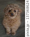 トイプードル 137368624