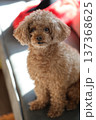 トイプードル 137368625