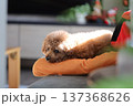 トイプードル 137368626