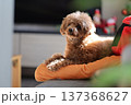 トイプードル 137368627