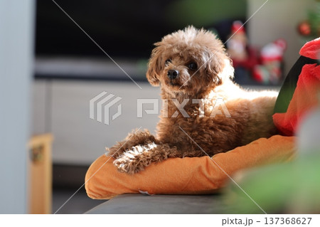 トイプードル 137368627