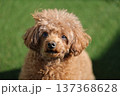 トイプードル 137368628