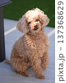 トイプードル 137368629