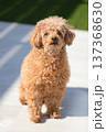 トイプードル 137368630