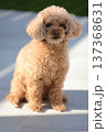 トイプードル 137368631