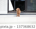トイプードル 137368632