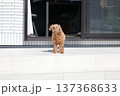 トイプードル 137368633