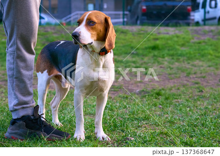 Hunting Beagle dog at the feet of his owner 137368647