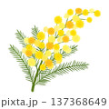 黄色いふわふわした小花を咲かせるミモザの花 137368649