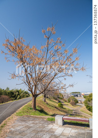 木津川右岸堤防上の公園　桜づつみ富野緑地　京都府城陽市 137368874