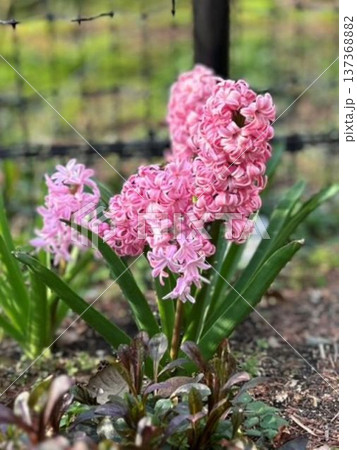 瑞々しく咲き誇るピンクのヒヤシンス・春の訪れを告げる華やかなガーデニング風景 137368882
