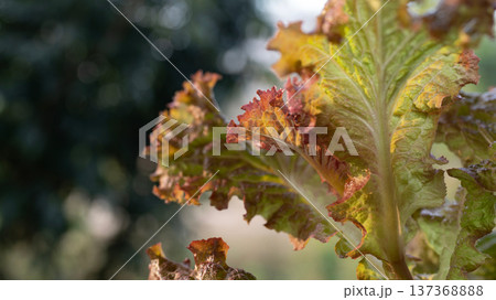 Red Coral Lettuce macro closeup 137368888