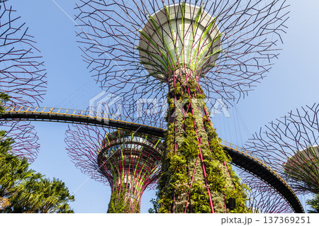 Low-angle view of the Supertree Grove at Gardens by the Bay in Singapore, there is an exhilarating light and musical show at night. Low-angle view of the Supertree Grove at Gardens by the Bay in Singapore, there is an exhilarating light and musical show at night. 137369251