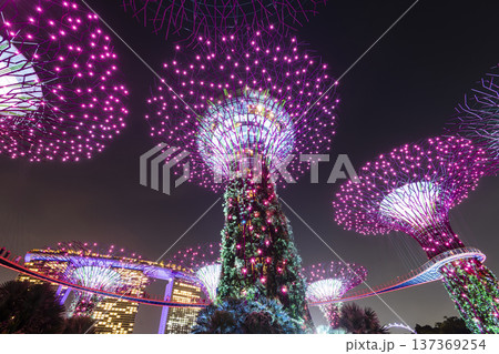 Low-angle view of the Supertree Grove at Gardens by the Bay in Singapore, there is an exhilarating light and musical show at night. 137369254
