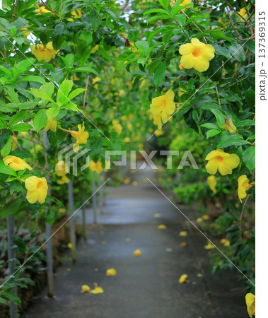 癒しの楽園熱帯植物とトロピカルフルーツパーラ 癒しの楽園熱帯植物とトロピカルフルーツパーラ 137369315