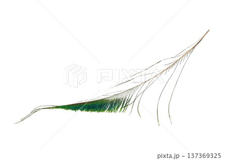 peacock feather isolated on white background 137369325