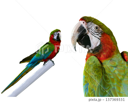 portrait large green macaw, (ara ambigua). isolated on white background 137369331