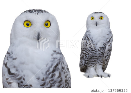 owl (Nyctea scandiaca) isolated on a white background 137369333