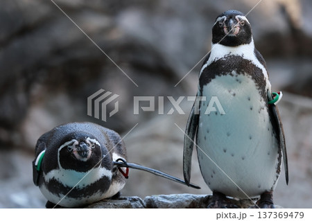 エサを探すペンギン 137369479