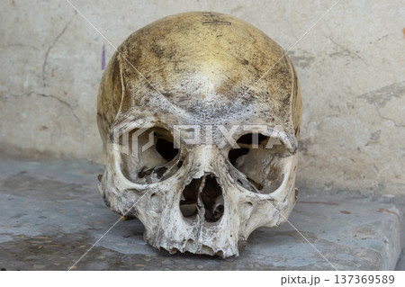 Old human skull displayed against a weathered stone wall showcasing ancient skeletal features Old human skull displayed against a weathered stone wall showcasing ancient skeletal features 137369589