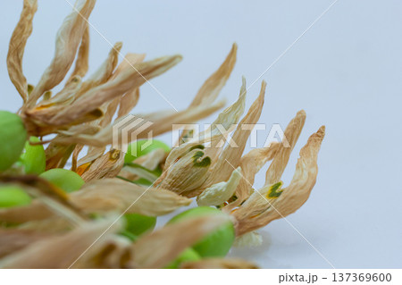 Detailed view of dried seed pods and fresh green seeds arranged artistically on a plain background 137369600
