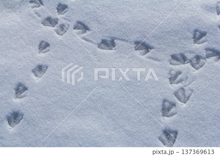 Footprints in fresh snow reveal the journey of wildlife across a winter landscape under a clear blue sky in the early morning light 137369613