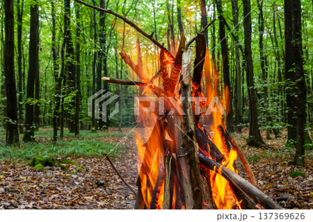 Enjoying a campfire in a lush green forest surrounded by tall trees and nature's tranquility at twilight Enjoying a campfire in a lush green forest surrounded by tall trees and nature's tranquility at twilight 137369626