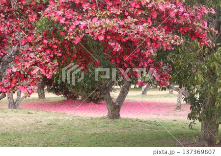 平城京跡の山茶花 平城京跡の山茶花 137369807