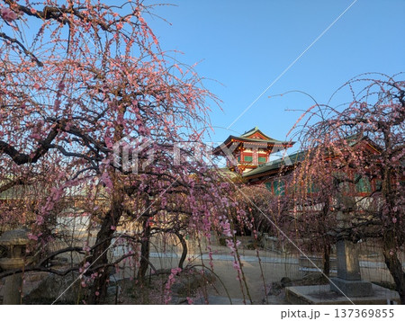 しだれ梅が咲く神社の境内と社殿 日本の春の風景 137369855