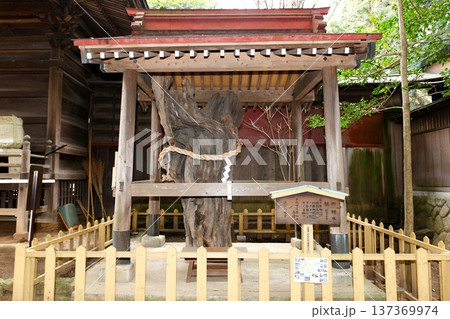 【茅ヶ崎市　相模国茅ヶ崎の総社「鶴嶺八幡宮」御神木の槙】 137369974