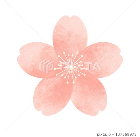 シンプルでかわいい桜の花　水彩風タッチの装飾イラスト　春の花 137369975