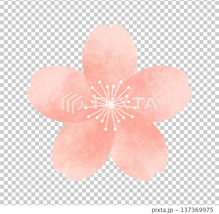 シンプルでかわいい桜の花　水彩風タッチの装飾イラスト　春の花 137369975